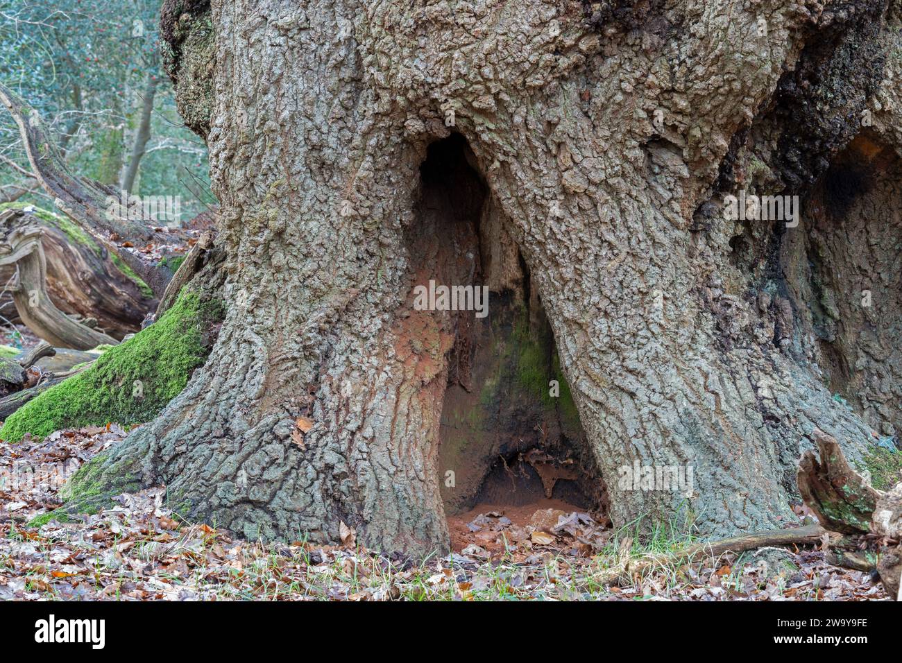 Ancient oak tree at Ashurst, New Forest, Hampshire UK Stock Photo - Alamy