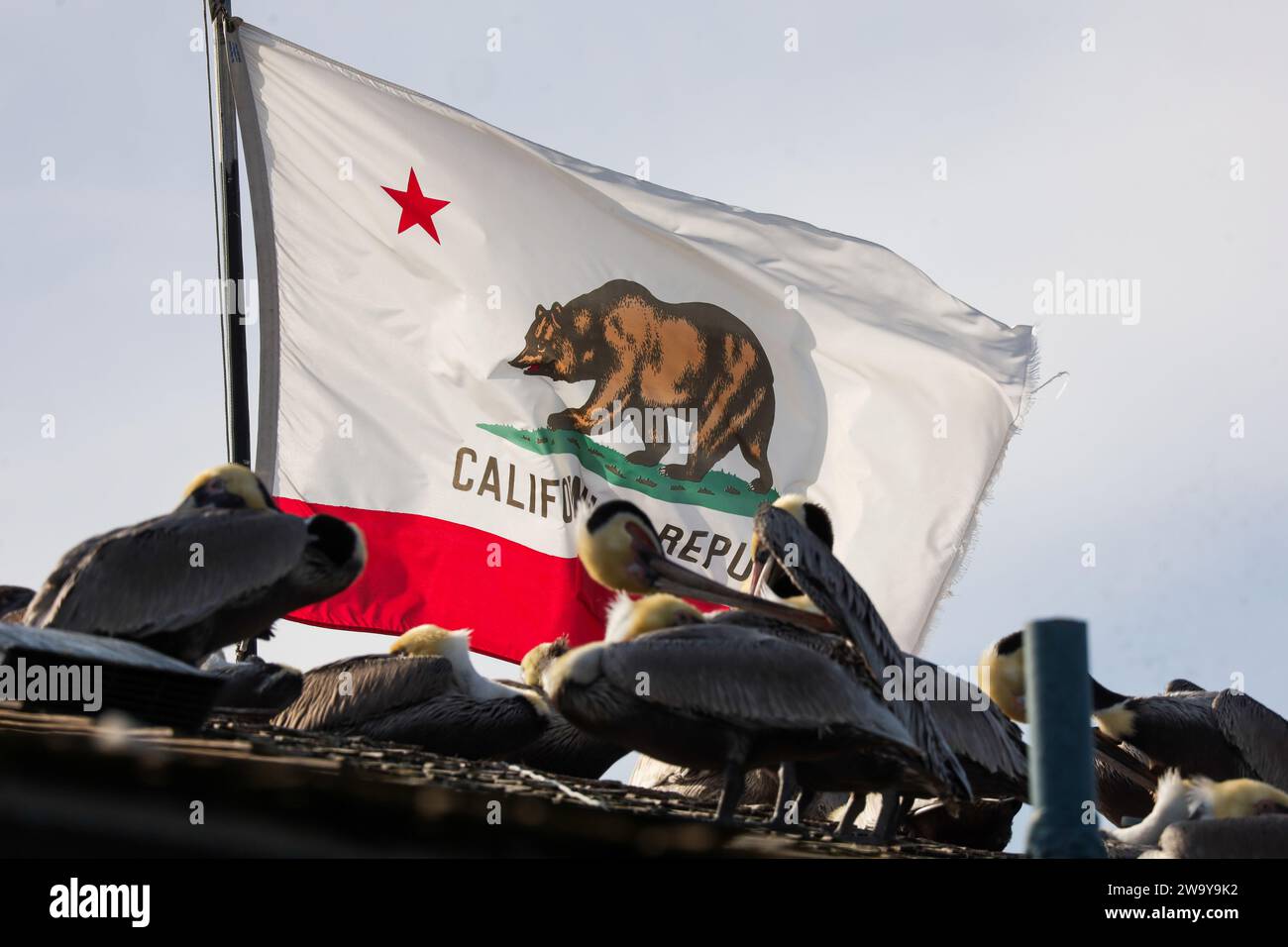 December 29, 2023: Pelicans nap in front of a California Republic State Flag, displayed with a Brown bear on it. This is on top of the Santa Barbara Harbor restaurant. (Credit Image: © Amy Katz/ZUMA Press Wire) EDITORIAL USAGE ONLY! Not for Commercial USAGE! Stock Photo