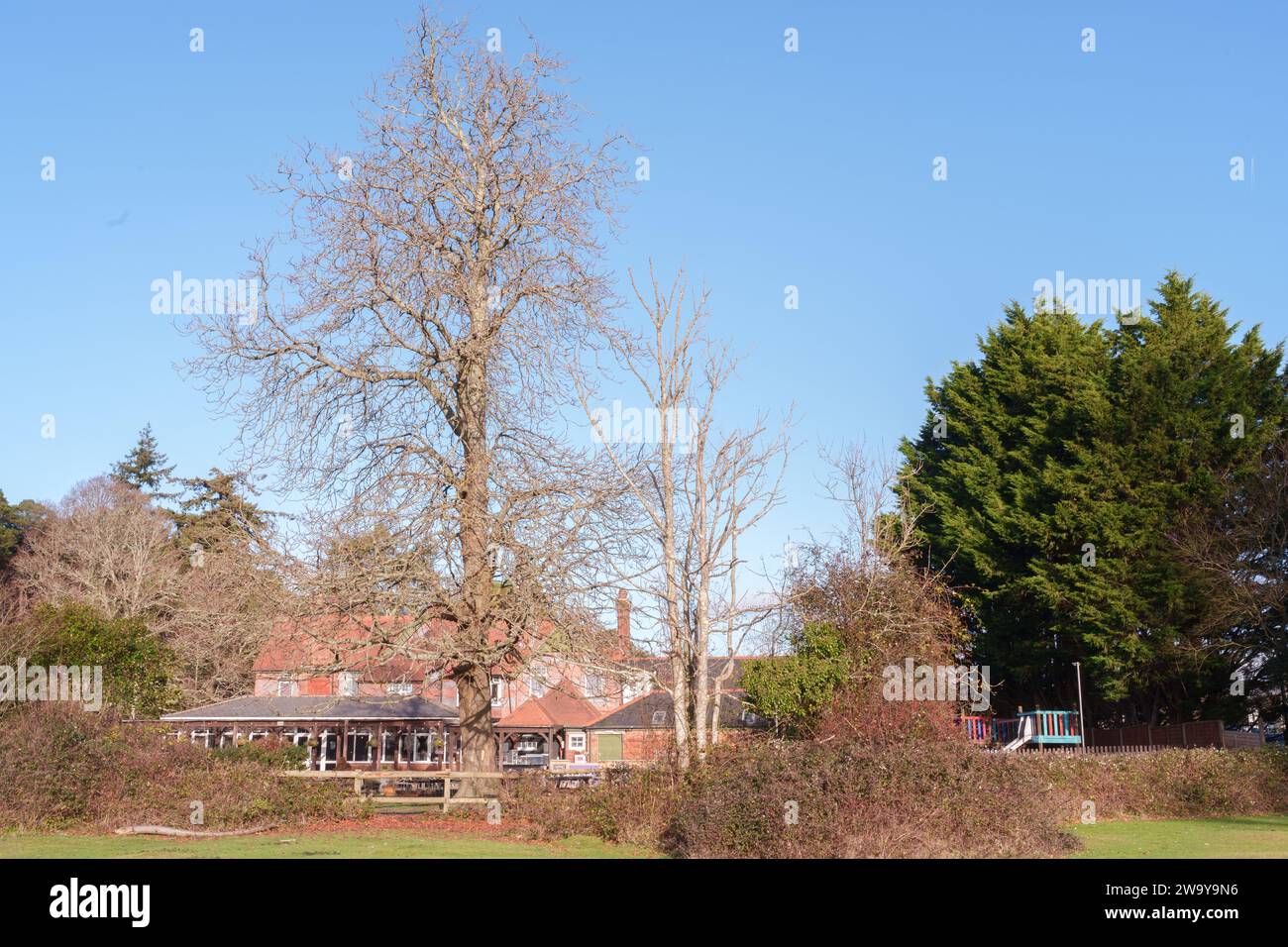 The New Forest at Ashurst Stock Photo Alamy