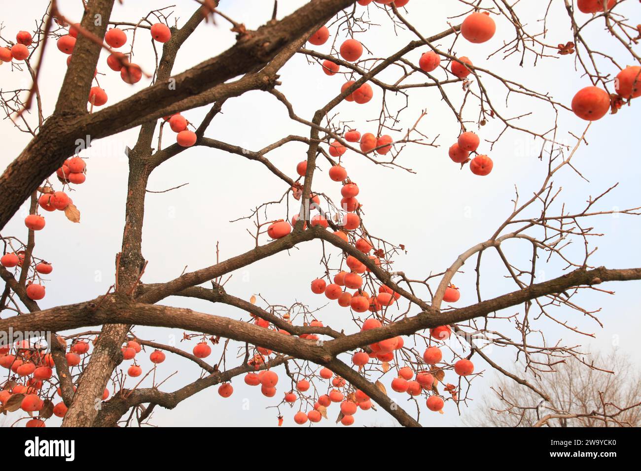 Persimmon Tree at the National Folk Museum of Korea, Gwanghwamun, Gyeongbokgung Palace, Seoul