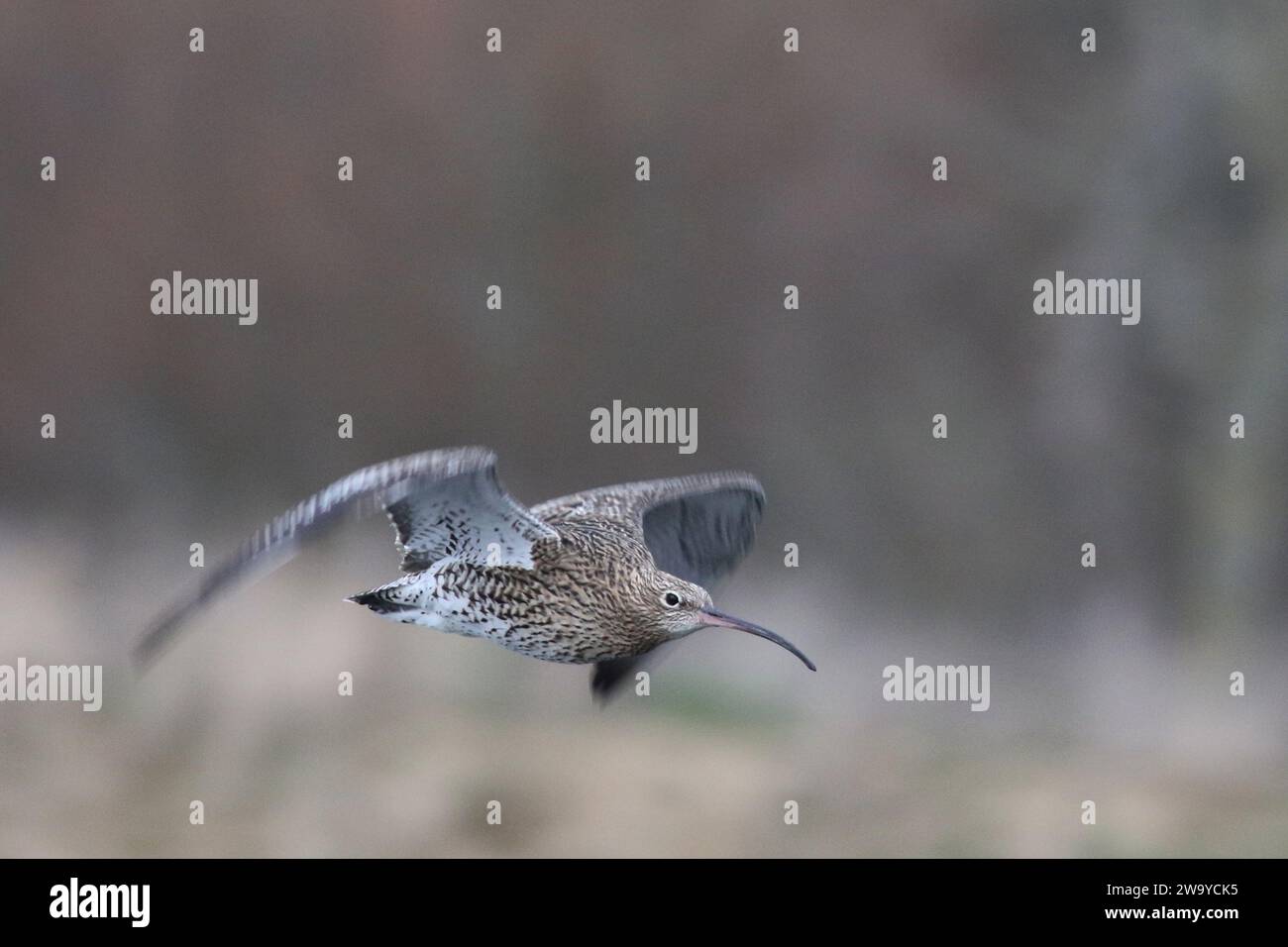 Curlew In Flight Curlew in flight hi-res stock photography and images - Alamy