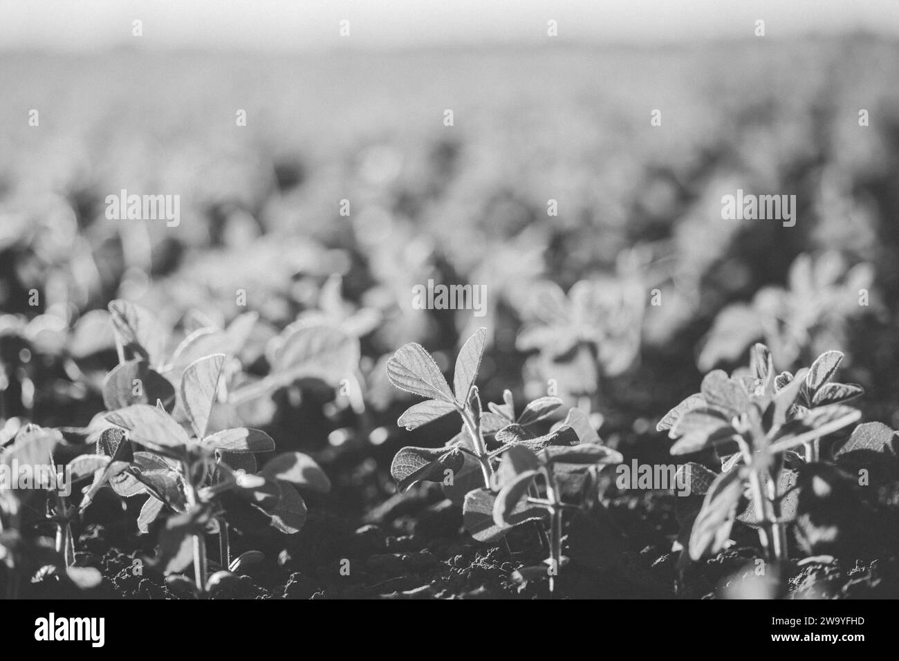 Glycine max, soybean, soya bean sprout growing soybeans on an industrial scale. Products for vegetarians. Agricultural soy plantation on sunny day. An Stock Photo
