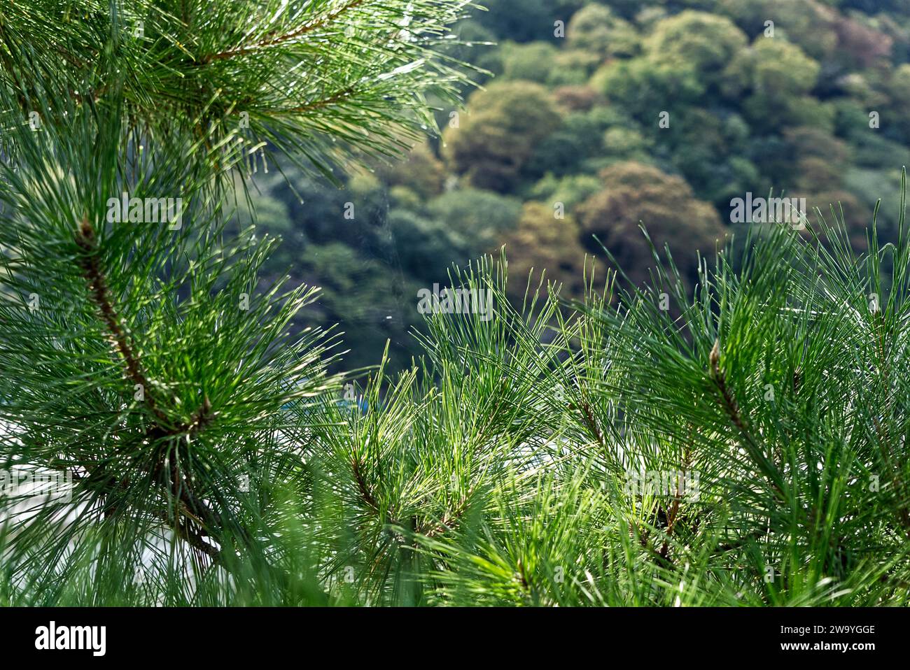 branch of a japanese umbrella pine Stock Photo