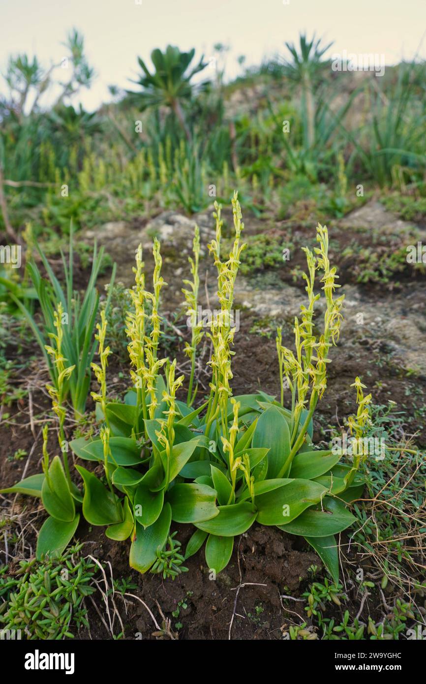 The three-fingered orchid (Habenaria tridactylites). Small orchid endemic to the Canary Islands. It is the most common species of Canarian orchids Stock Photo