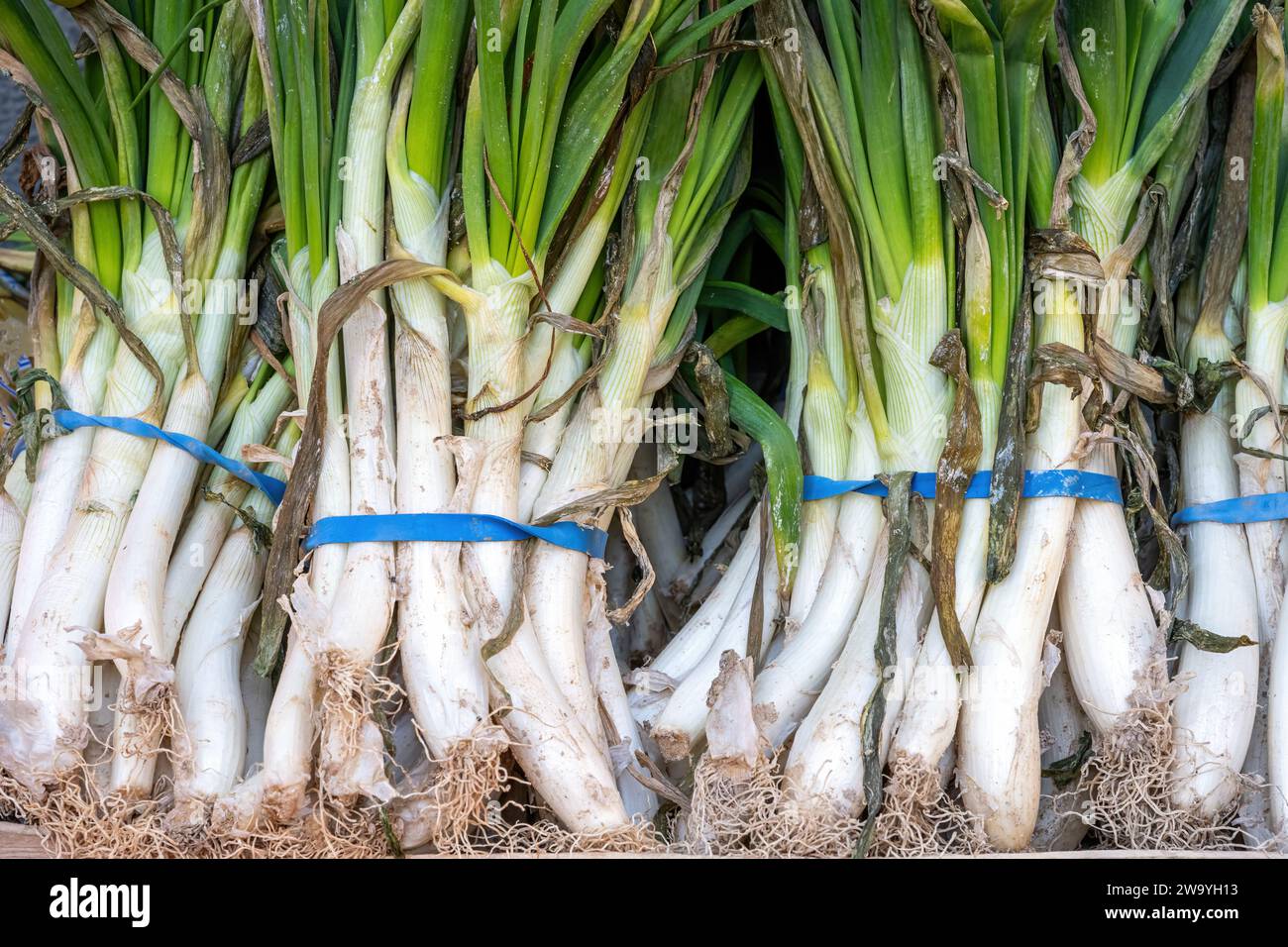 Fresh scallions for sale at a market Stock Photo