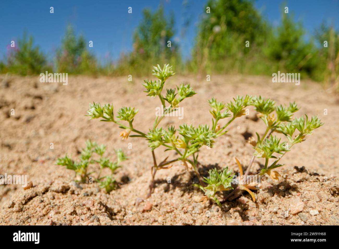German knotweed (Scleranthus annuus) Stock Photo
