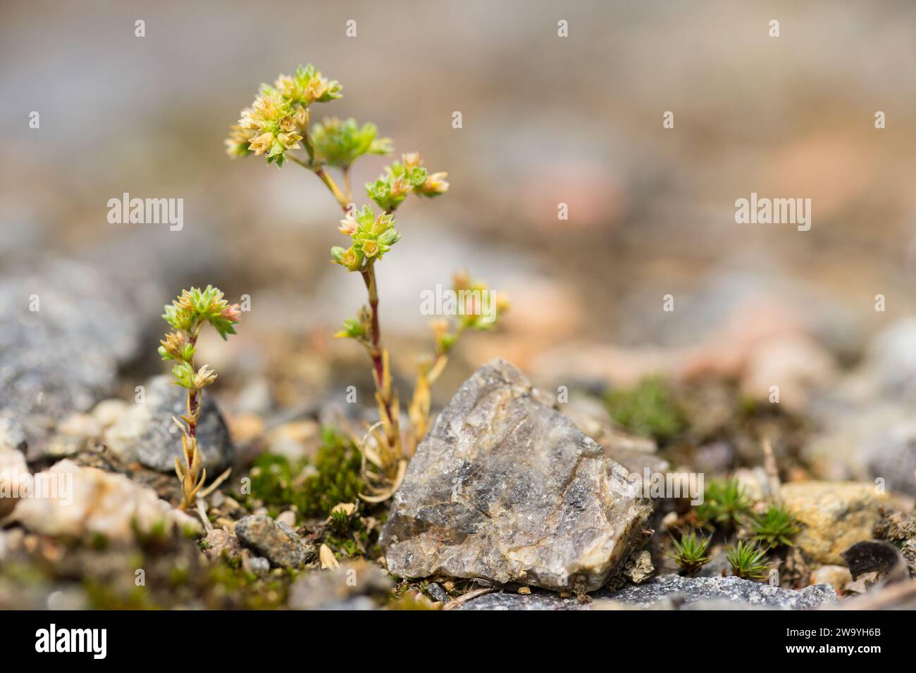 German knotweed (Scleranthus annuus) Stock Photo