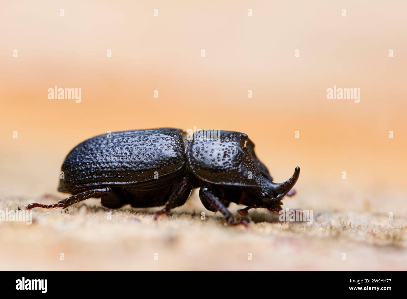 Rhinoceros scarab beetle male (Sinodendron cylindricum) Stock Photo