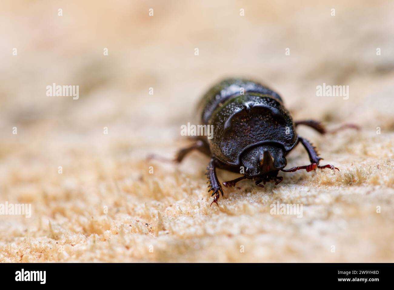 Rhinoceros scarab beetle male (Sinodendron cylindricum) Stock Photo