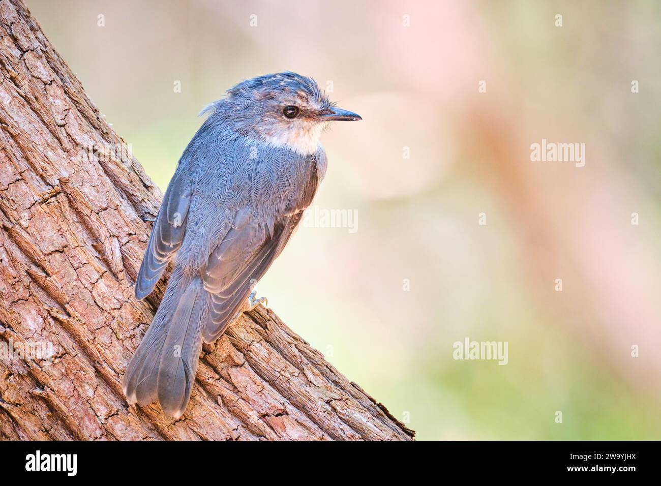 A juvenile White-breasted Robin, Eopsaltria georgiana, on a tree branch in Margaret River, Western Australia. Endemic to south-west Western Australia. Stock Photo