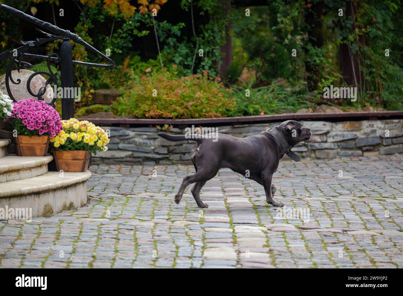Big Black Dog Cane Corso walking Stock Photo