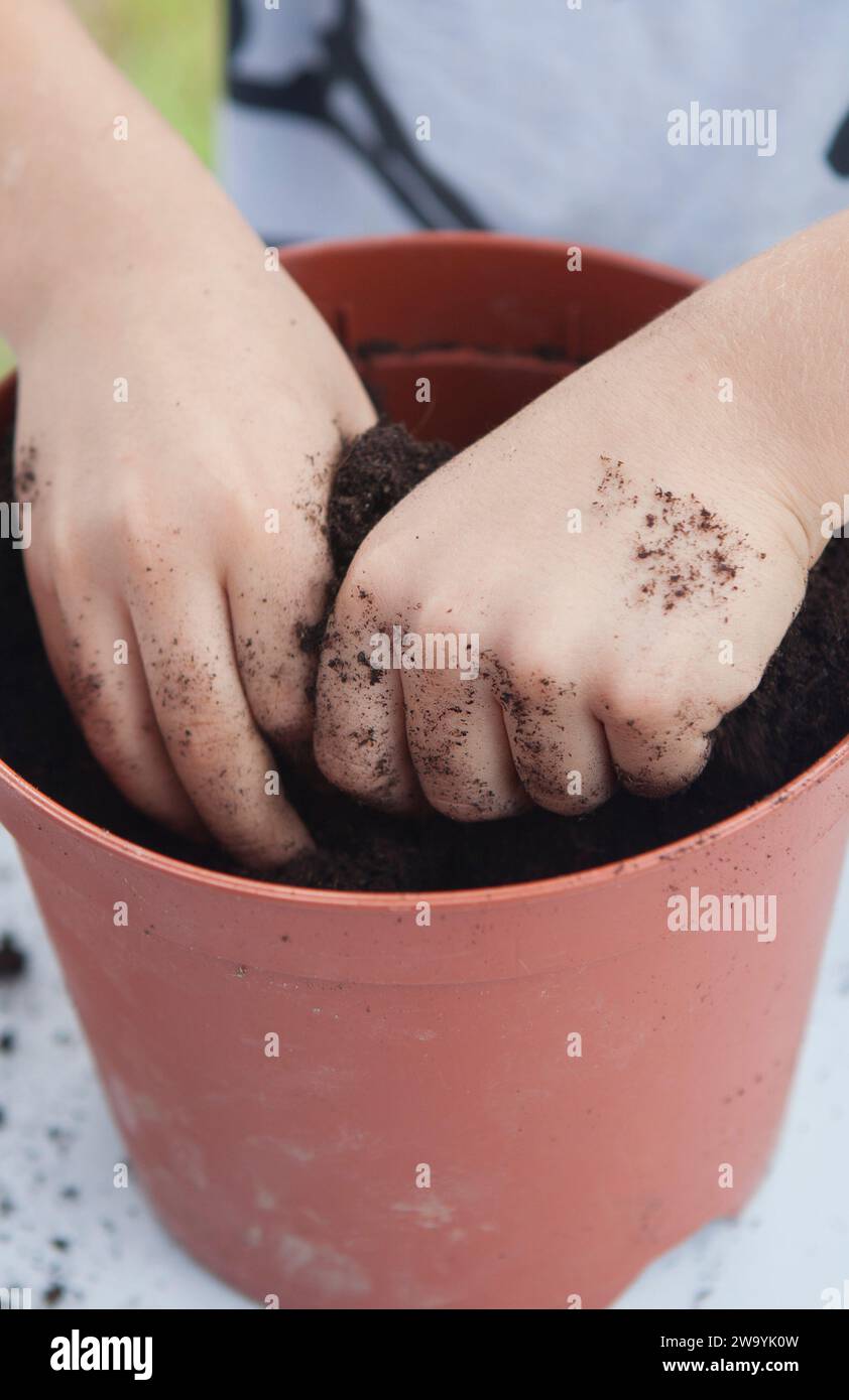 Grass heads workshop for children. Kid hands mixing seeds and compost Stock Photo