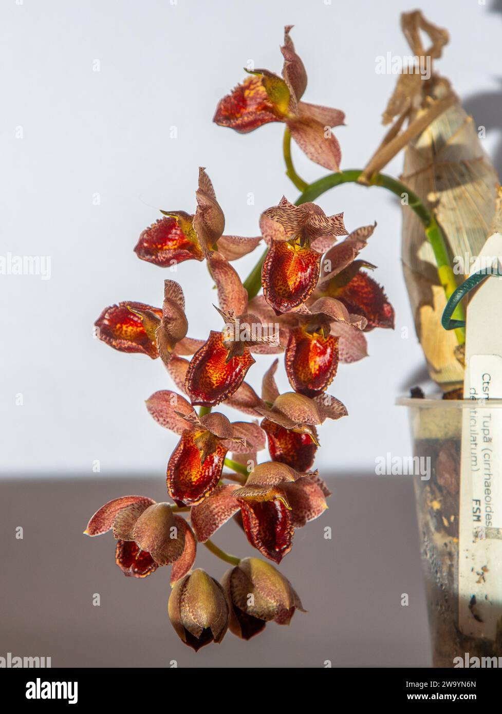 Beautiful orchid flower. Catasetum tupa variety. Branch peduncle with buds. A rare species of spotted orchid. Brown red flowering plant. Floriculture at home Bud multicolor on white background closeup Stock Photo