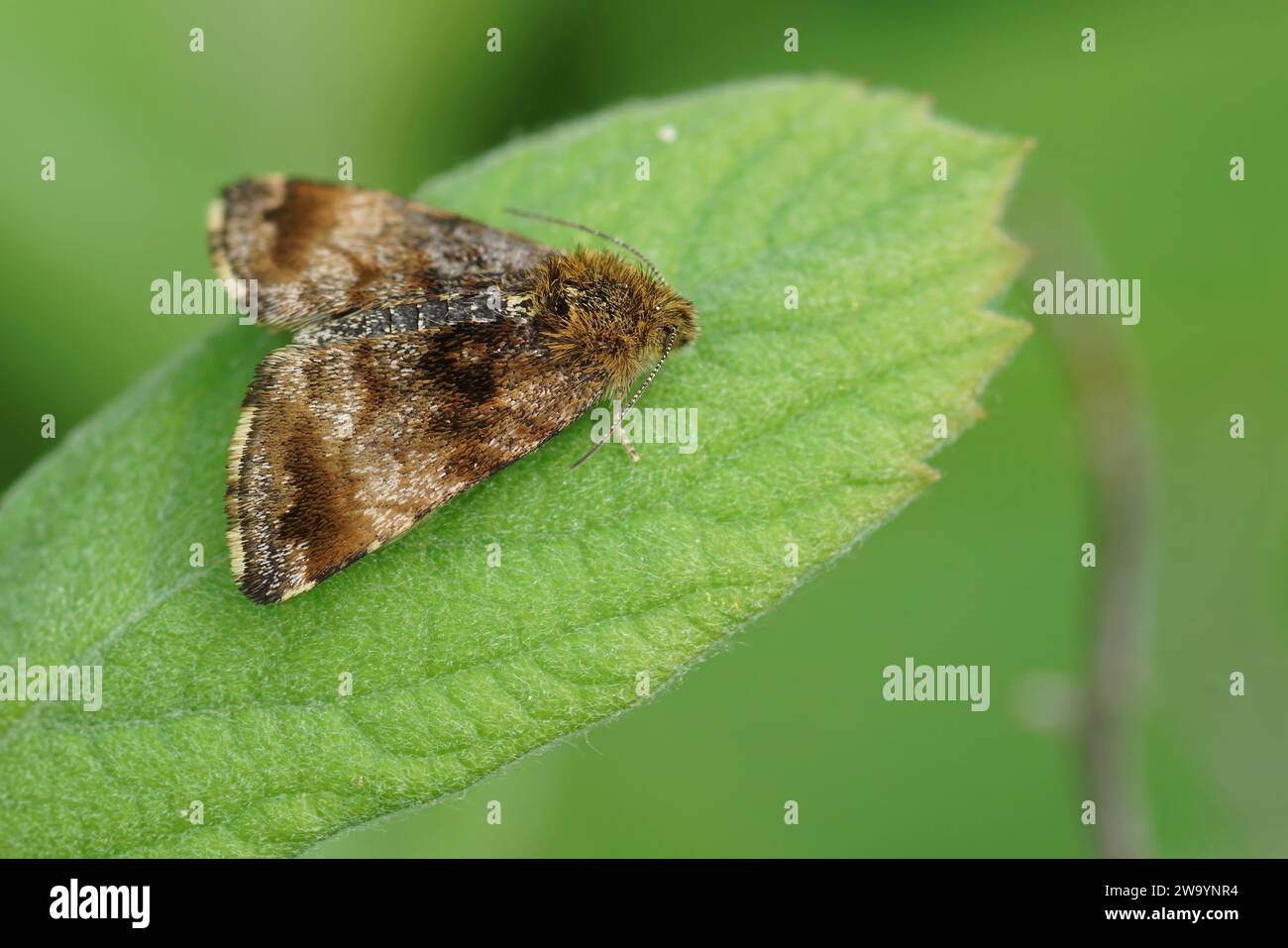 Detailed natural closeup on the Small Yellow Underwing owlet moth, Panemeria tenebrata in the garden Stock Photo