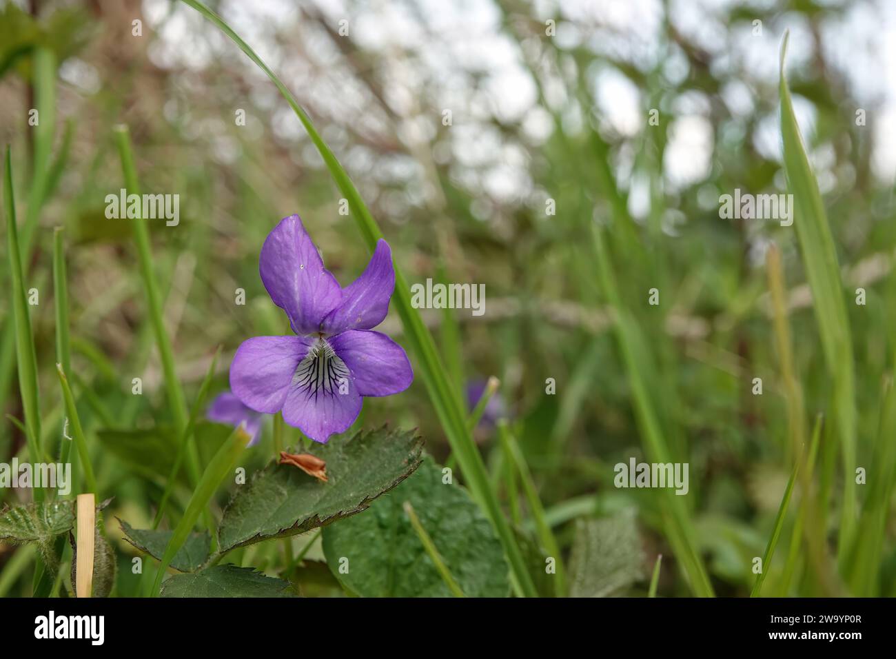 Natural detailed closeup on a light blue Common Dog-Violet, Viola riviniana wildflower Stock Photo