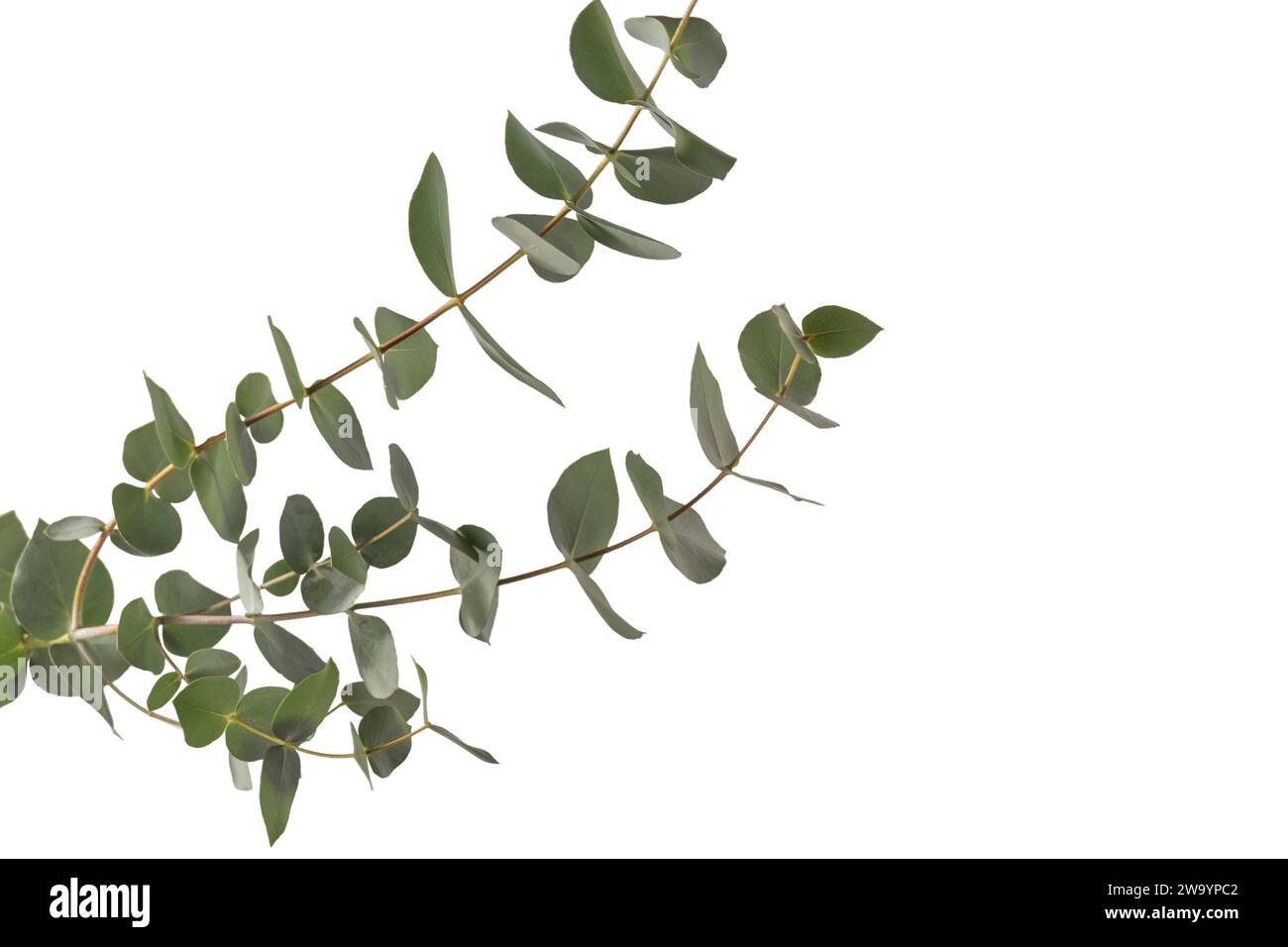 Fresh eucalyptus sprig isolated on a white background. Stock Photo