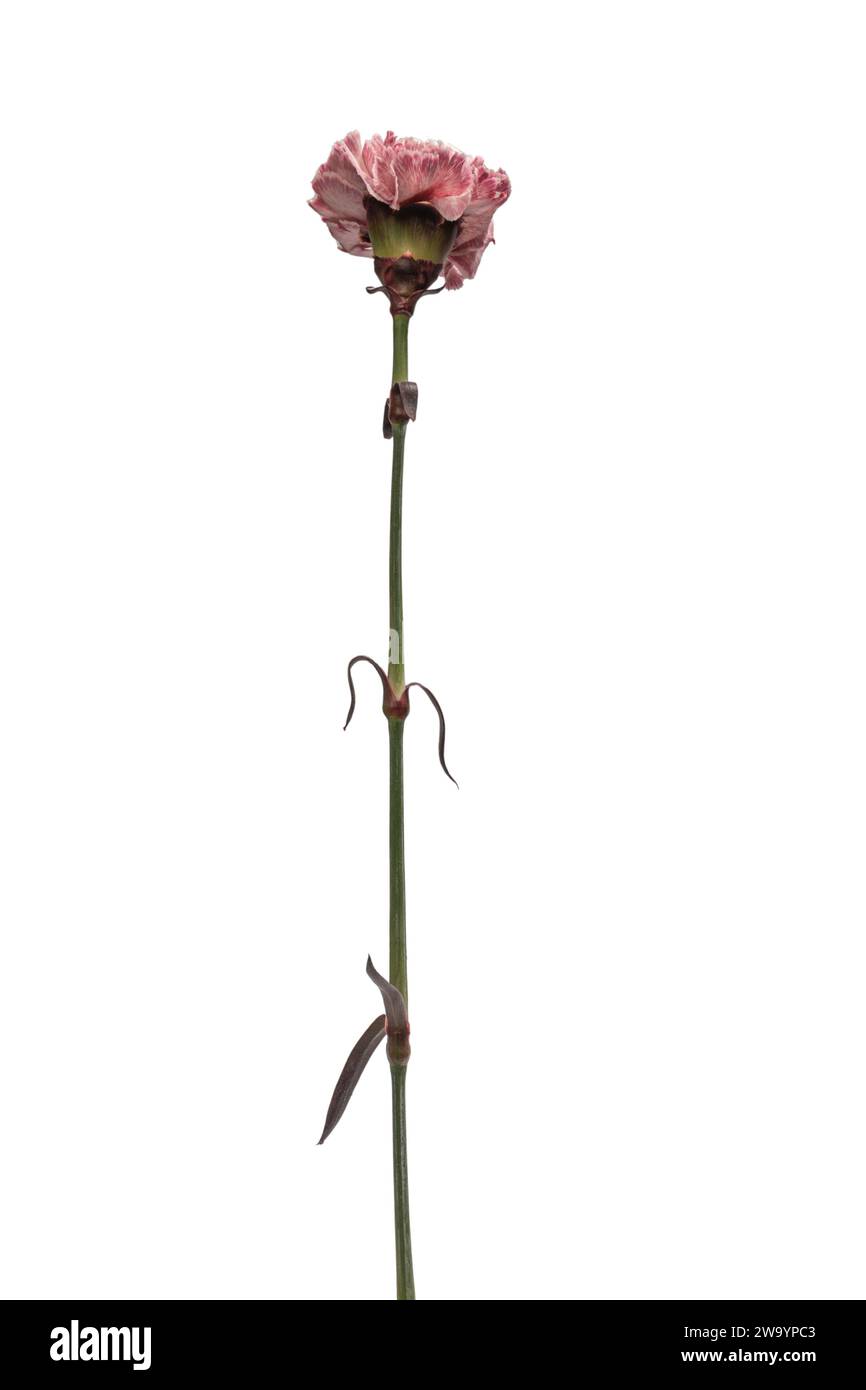 Pink beautiful carnation flower isolated on a white background Stock ...