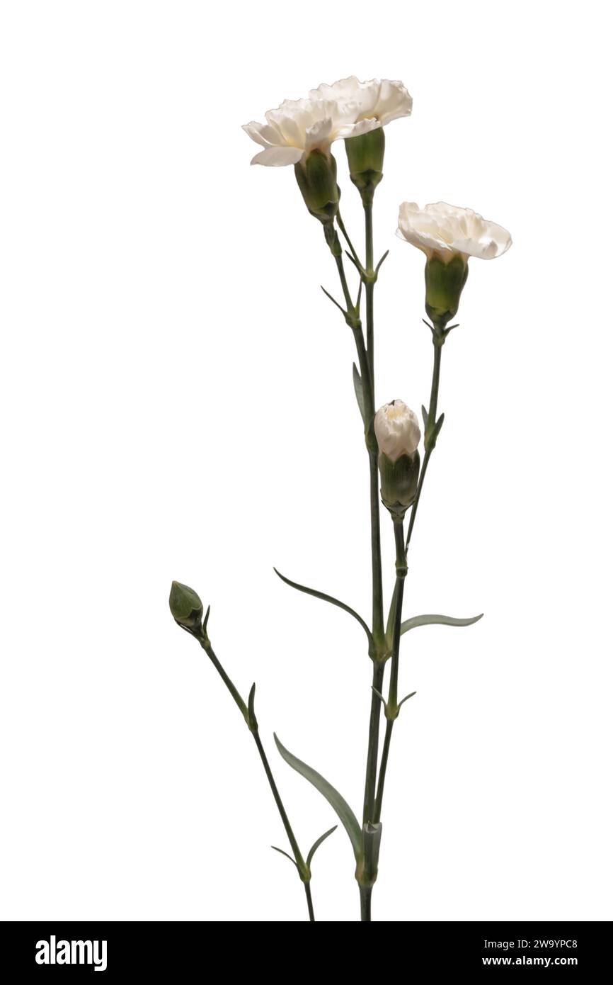 White beautiful carnation flower isolated on a white background Stock ...