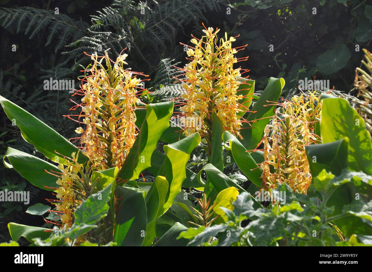 Flower spikes of the exotic Kahili ginger, Hedychium gardnerianum, growing in a field on St Martin an island in the Isles of Scilly archipelago of the Stock Photo