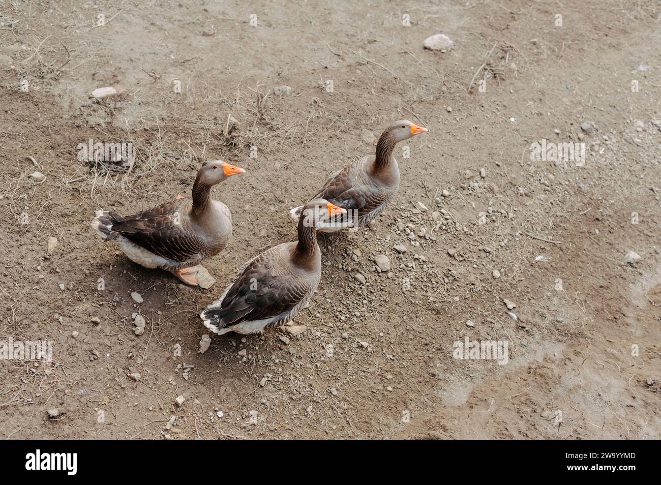 Cuneo, Italy. December 21, 2023. Some geese are walking in the courtyard of a country house Stock Photo