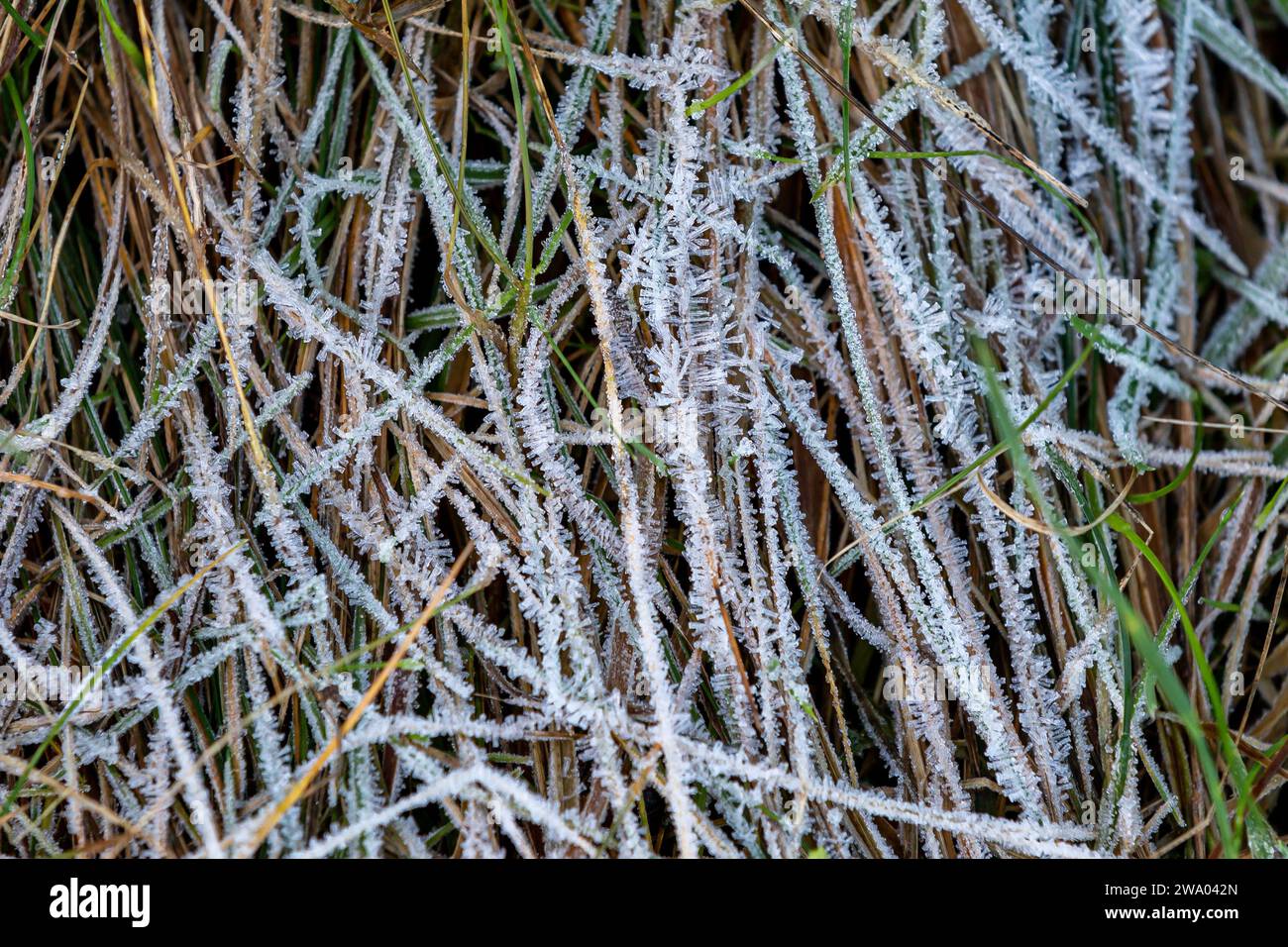 High detail frost hi-res stock photography and images - Alamy