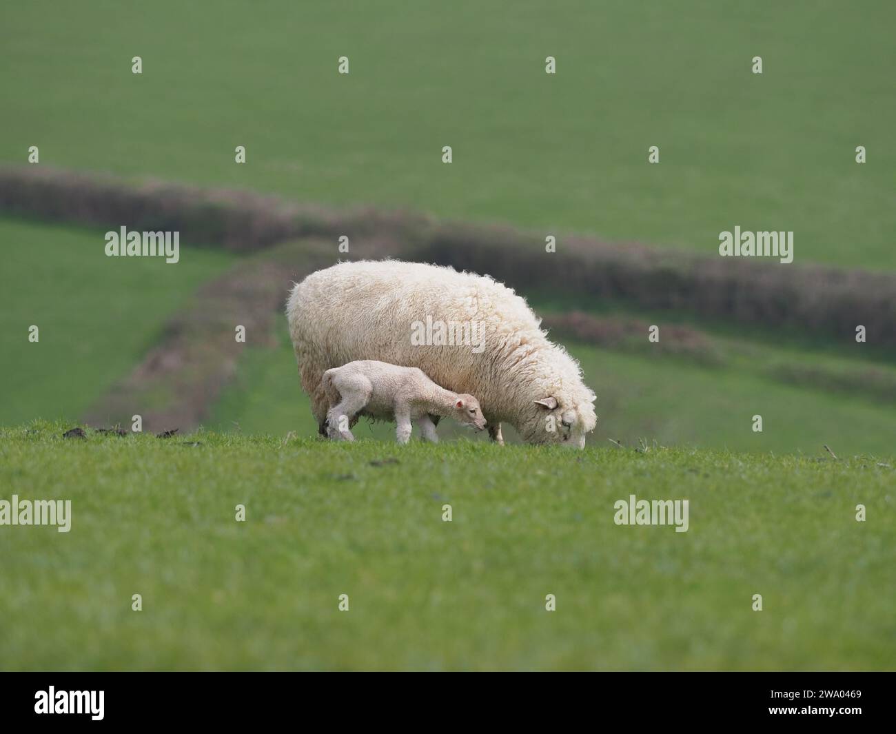 A lamb in a field with its mother hi-res stock photography and images ...