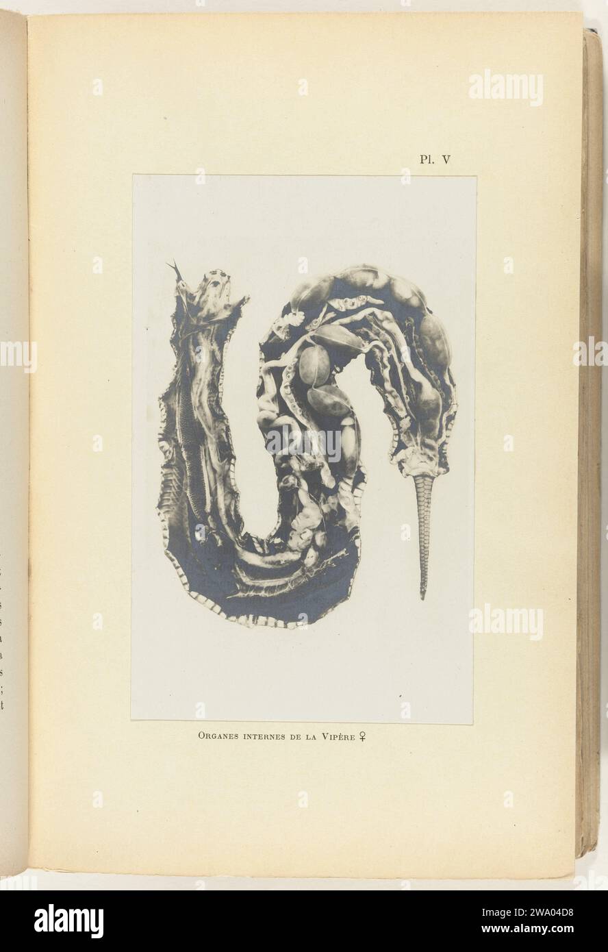 Cut adder opened with the organs visible, c. 1891 - In or Before 1901 photograph Foto in album 'The photograph of submerged objects', 1901. Paris photographic support gelatin silver print snakes: viper. physiology and anatomy Stock Photo