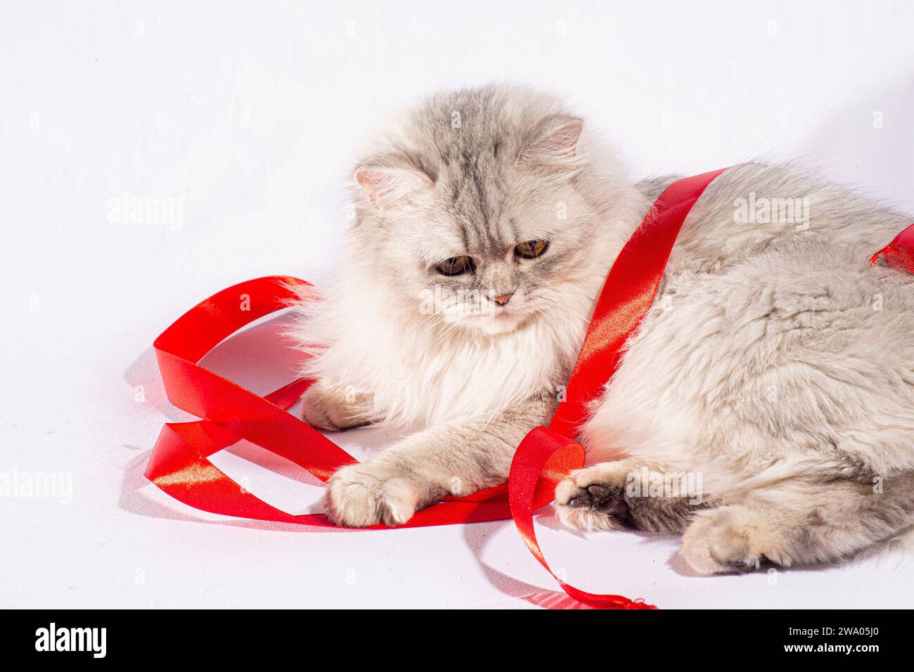 Our beautiful Persian kitten adds a touch of playfulness to its