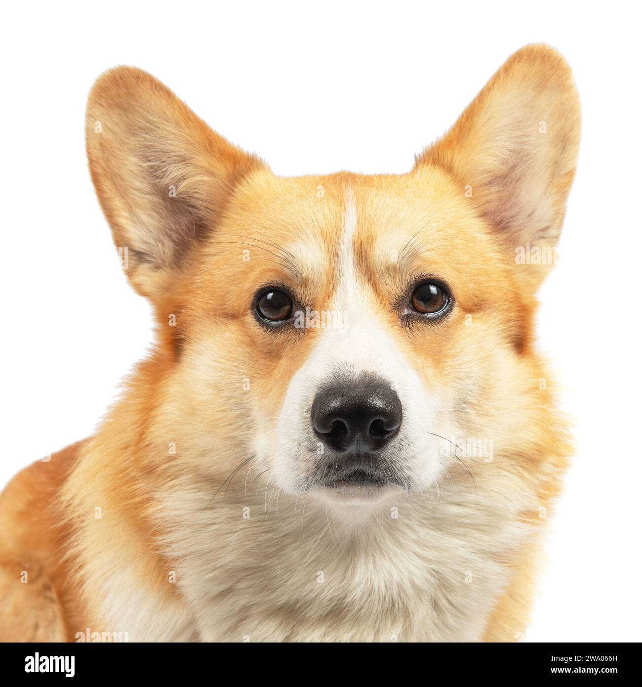 Welsh corgi pembroke in studio hi-res stock photography and images - Alamy
