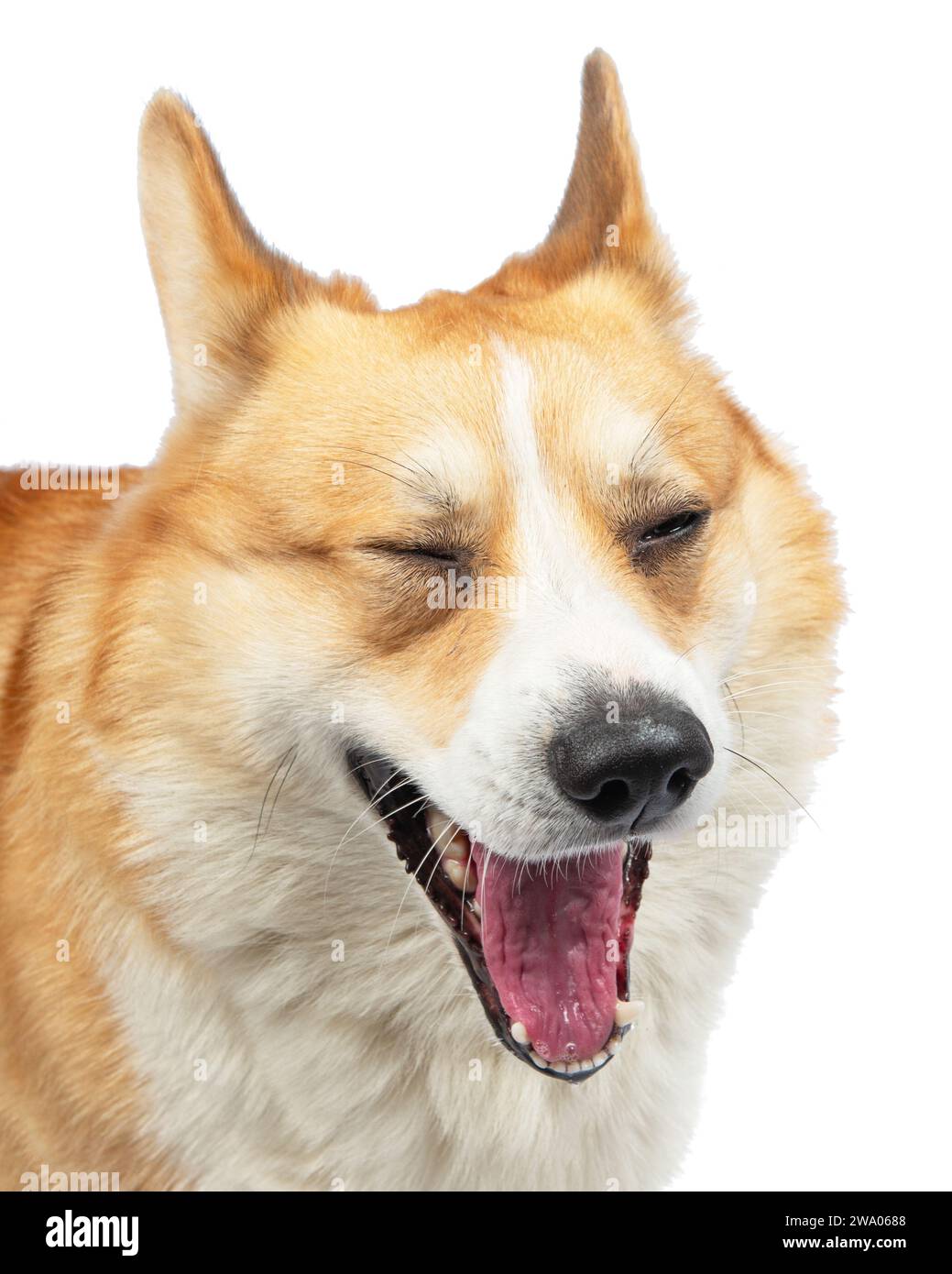 Welsh corgi pembroke in studio hi-res stock photography and images - Alamy