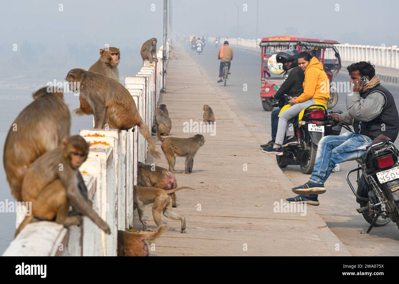 ayodhya-india-27th-dec-2023-monkeys-are-seen-on-a-bridge-over-the