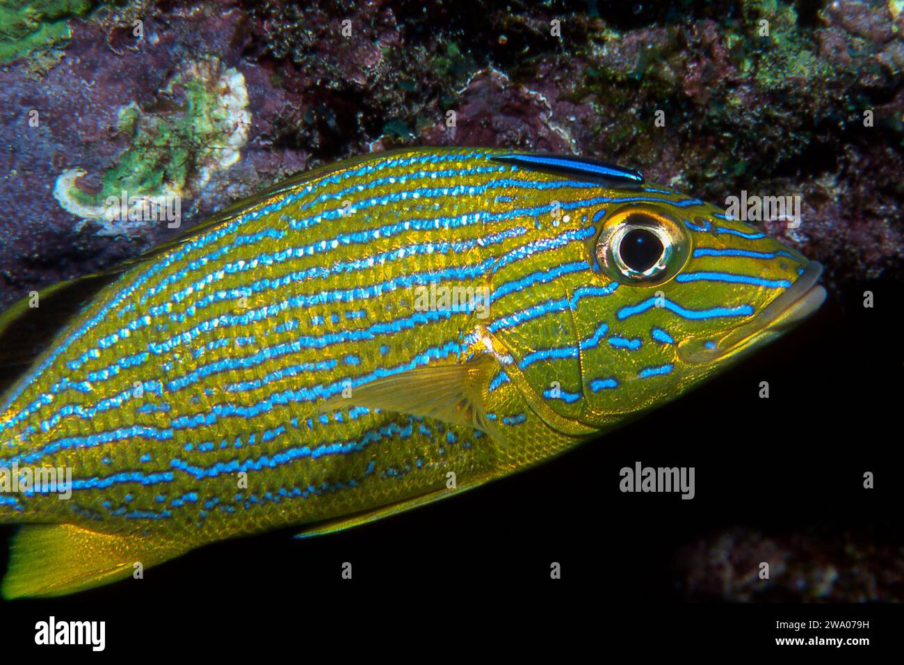 Bluestriped Grunt being cleaned by Neon Goby FL.Keys Nat. Marine Sanctuary Stock Photo