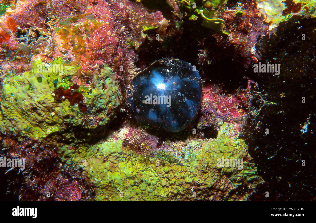 Closeup of Sea Pearl Algae underwater, Ventricaria ventricosa Stock Photo