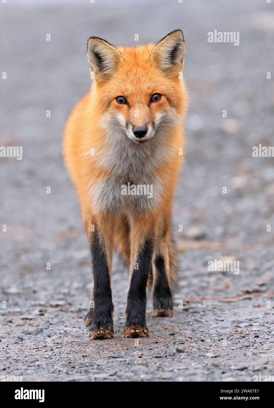 Red fox portrait with grey background Stock Photo