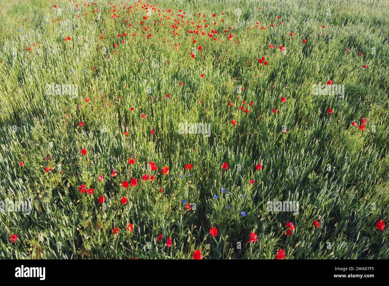 Wild poppies on a wheat field, aerial view. Red wildflowers. Stock Photo