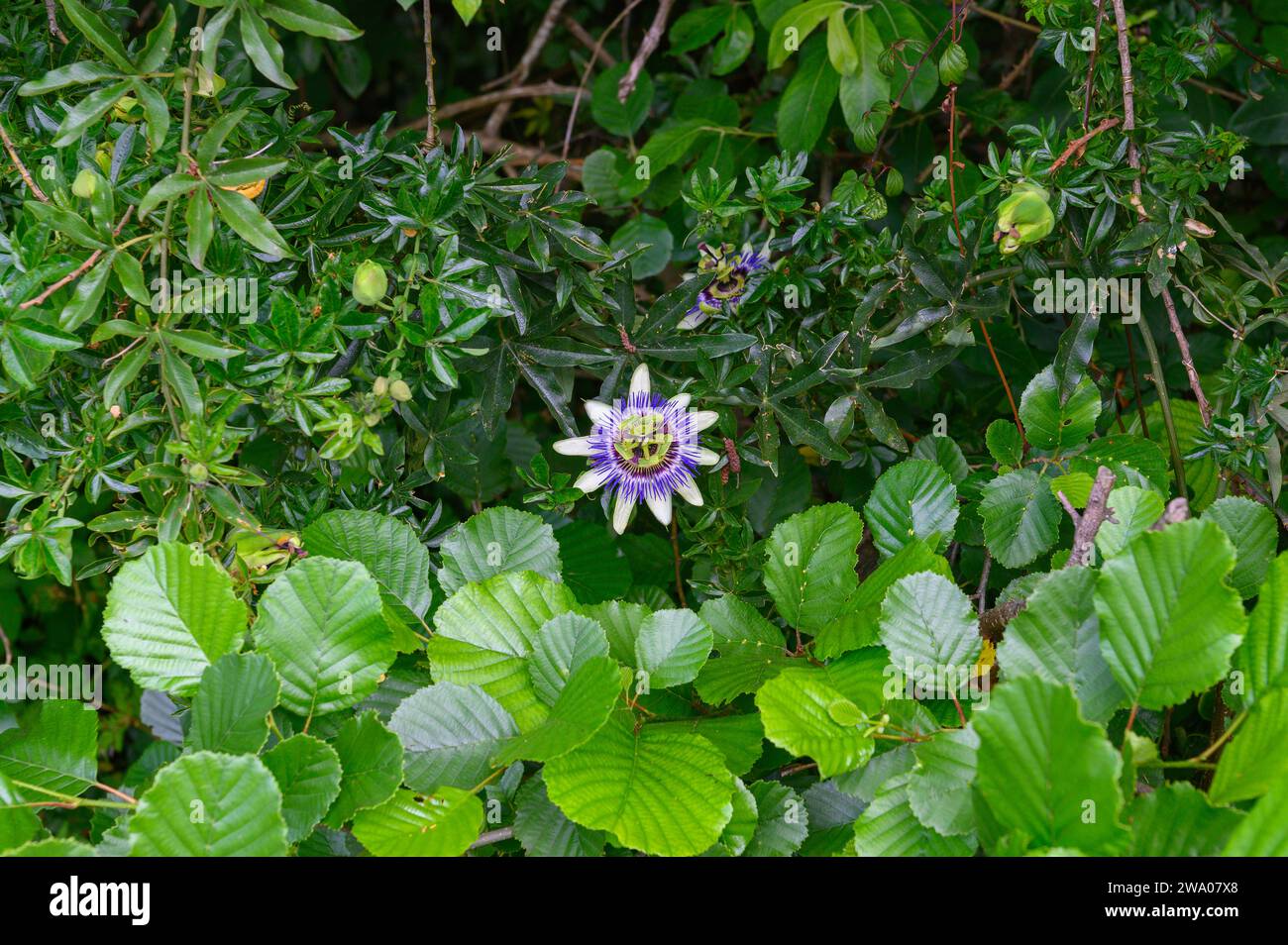 Profile close-up of a passion flower, passiflora caerulea, between tree leaves. White and purple petals Stock Photo