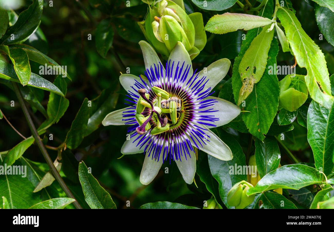 Close-up of a passion flower, passiflora caerulea, between the leaves of the trees, in which a bumblebee is seen pollinating the flower, Stock Photo