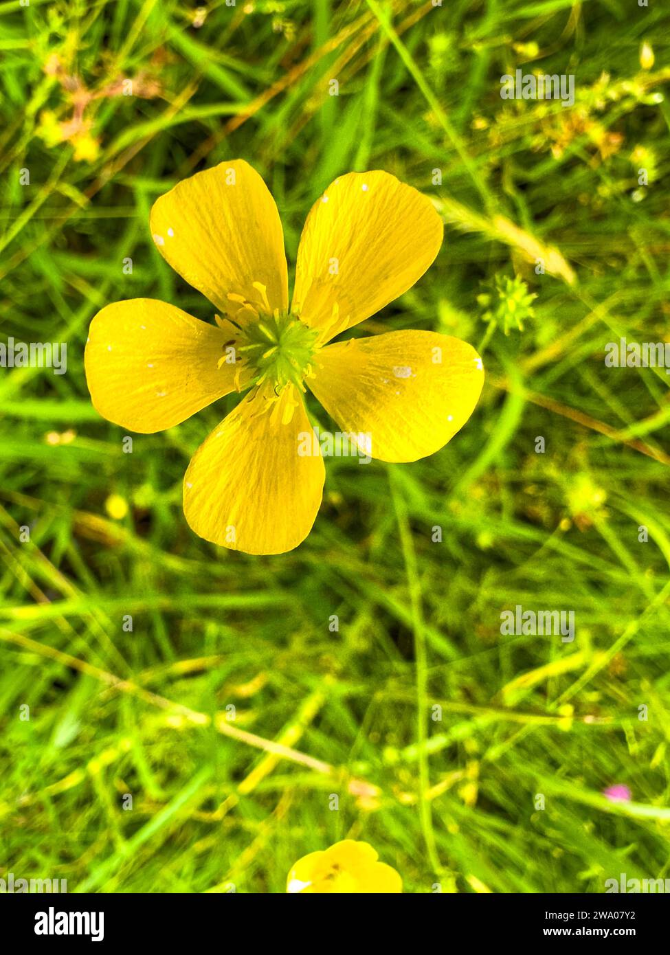 Closeup of a fully open yellow wild flower with its five yellow petals