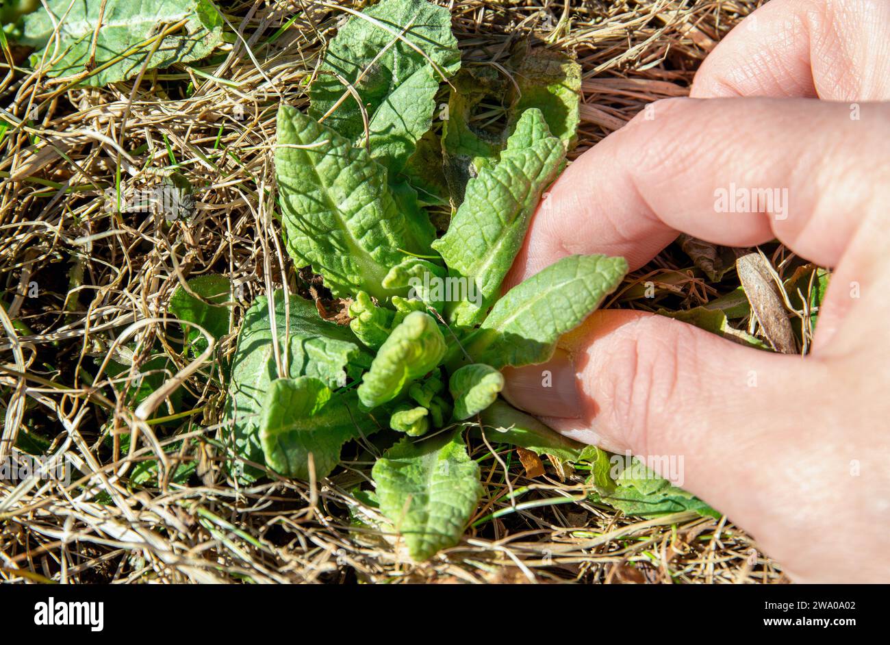Person hand picking Primula veris, cowslip, common cowslip, cowslip primrose, Primula officinalis Hill fresh green leaves outdoors from meadow. Stock Photo