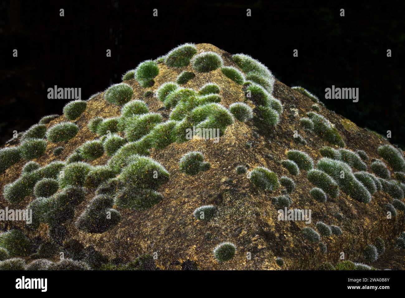 Grimmia pulvinata is a moss that grows on rocks, walls, concrete and tree trunks, and occurs in temperate climates worldwide. Stock Photo