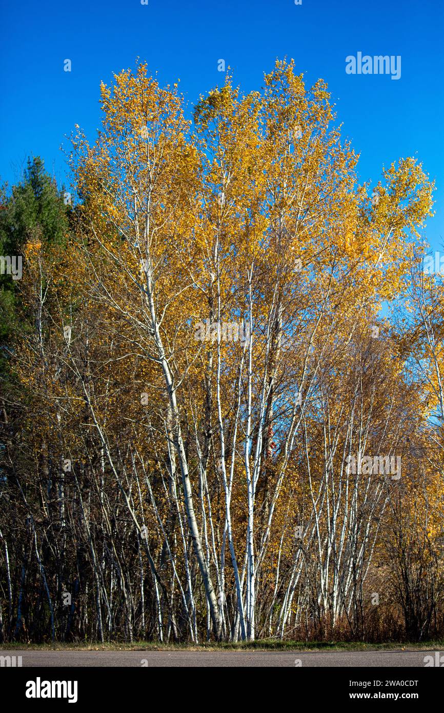 Wisconsin autumn foliage birch trees hi-res stock photography and ...