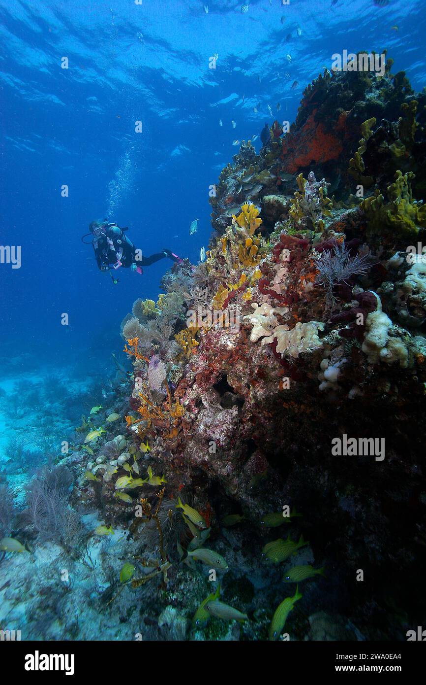 A woman Scuba diver exploring a Coral Reef,in the Florida Keys National