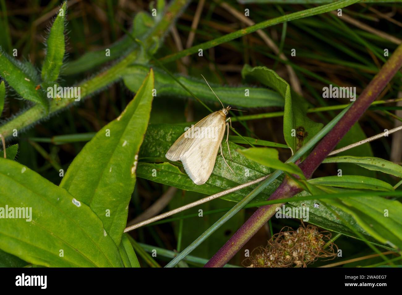 Loxostege turbidalis Family Crambidae Genus Loxostege moth wild nature insect wallpape, picture, photography Stock Photo