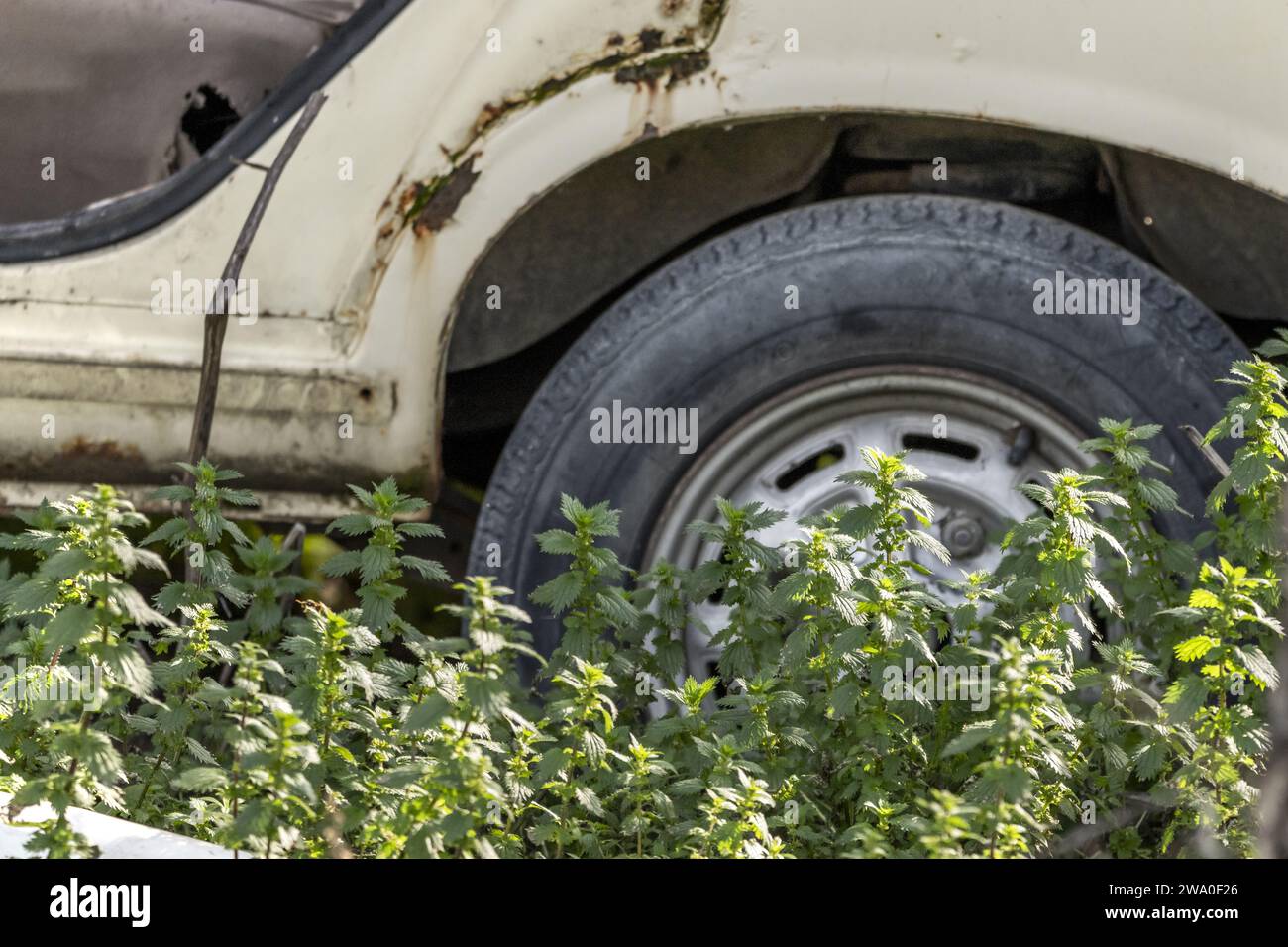 An old abandoned vehicle surrounded by large nettle plants Stock Photo