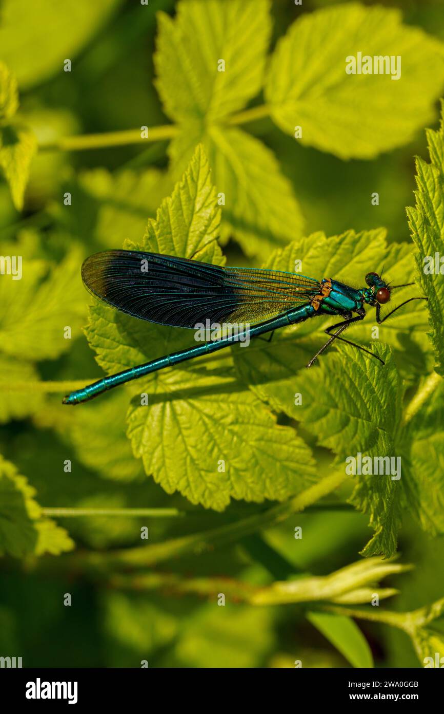 Calopteryx splendens Family Calopterygidae Genus Calopteryx Banded Demoiselle dragonfly wild nature insect wallpaper, picture, photography Stock Photo