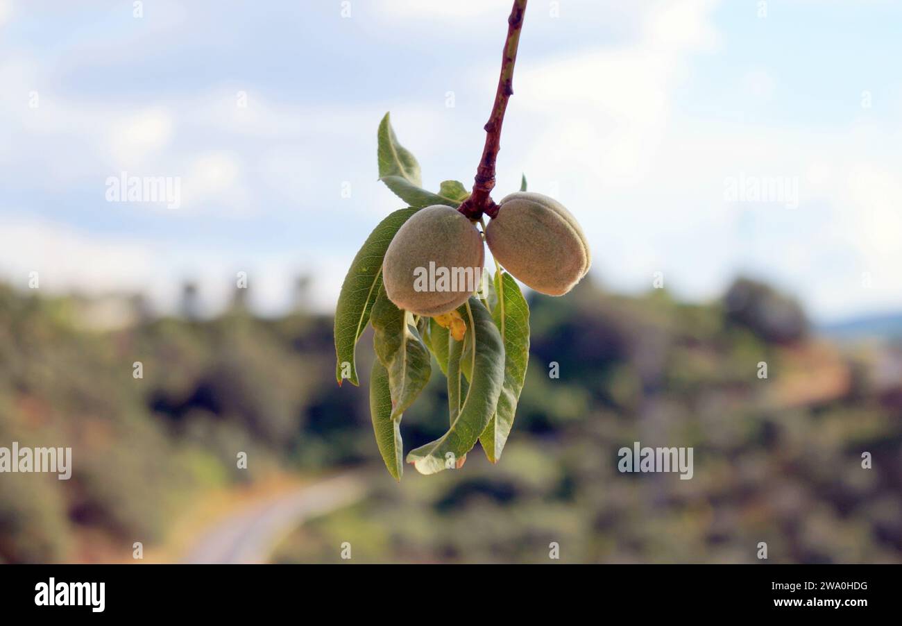 Branch of an apricot tree with maturing fruits, on blurred landscape background, Braganca District, Portugal Stock Photo