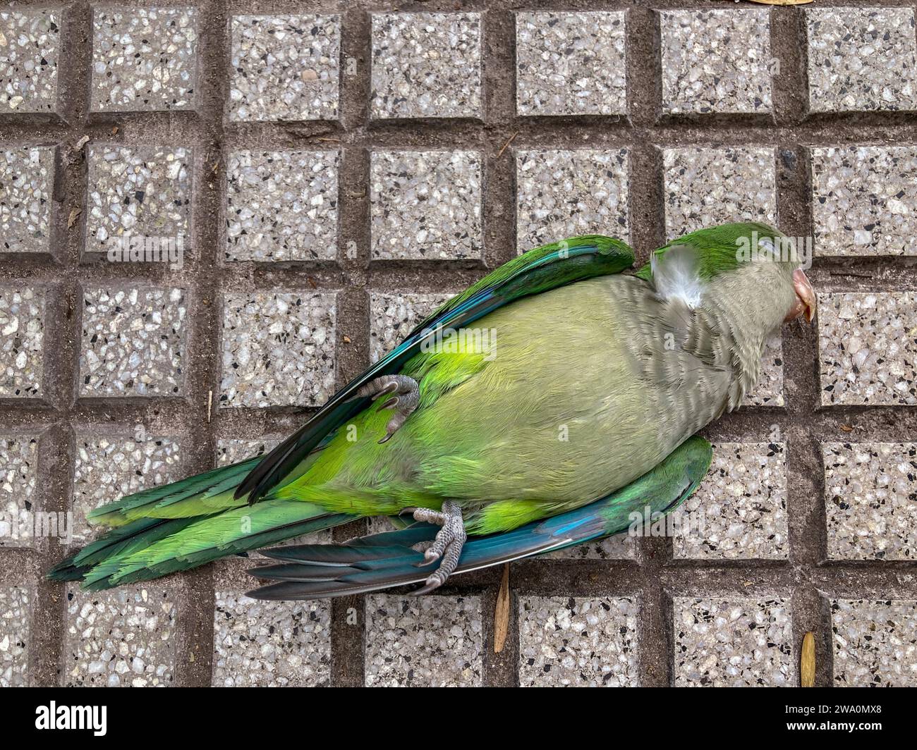 Dead monk parakeet (Myiopsitta monachus) on a pavement in the city, Buenos Aires, Argentina, South America Stock Photo