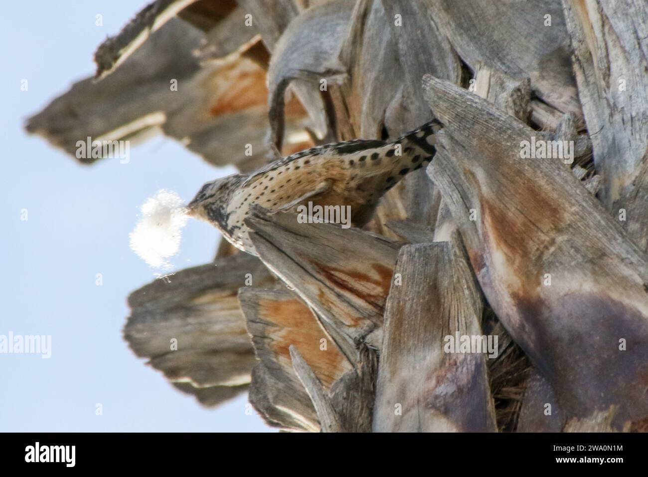 Cactus Wren building a nest in a palm tree Stock Photo