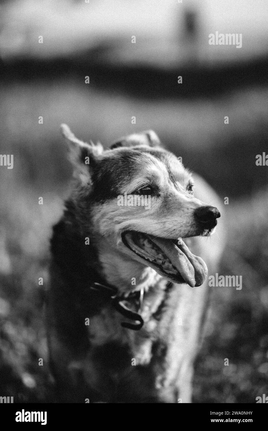 Black and white photo of a happy mongrel dog walking in the meadow Stock Photo