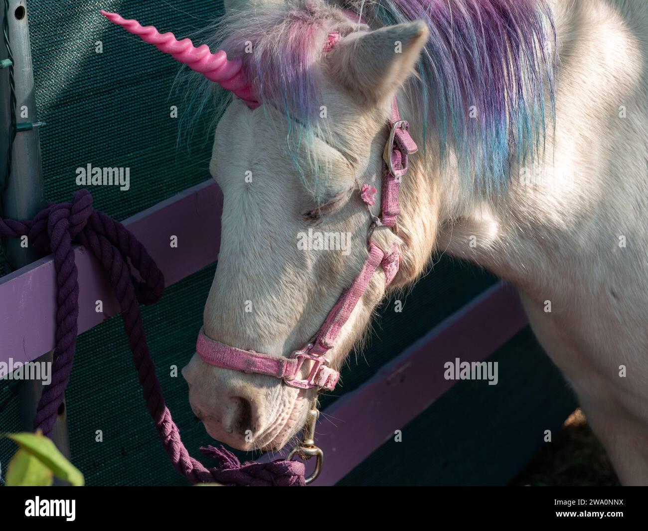 A pony dressed as a unicorn Stock Photo